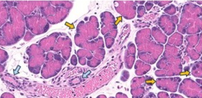 Pancreatic Cells Remember Epigenetic Precancerous Marks Without Genetic Sequence Mutations