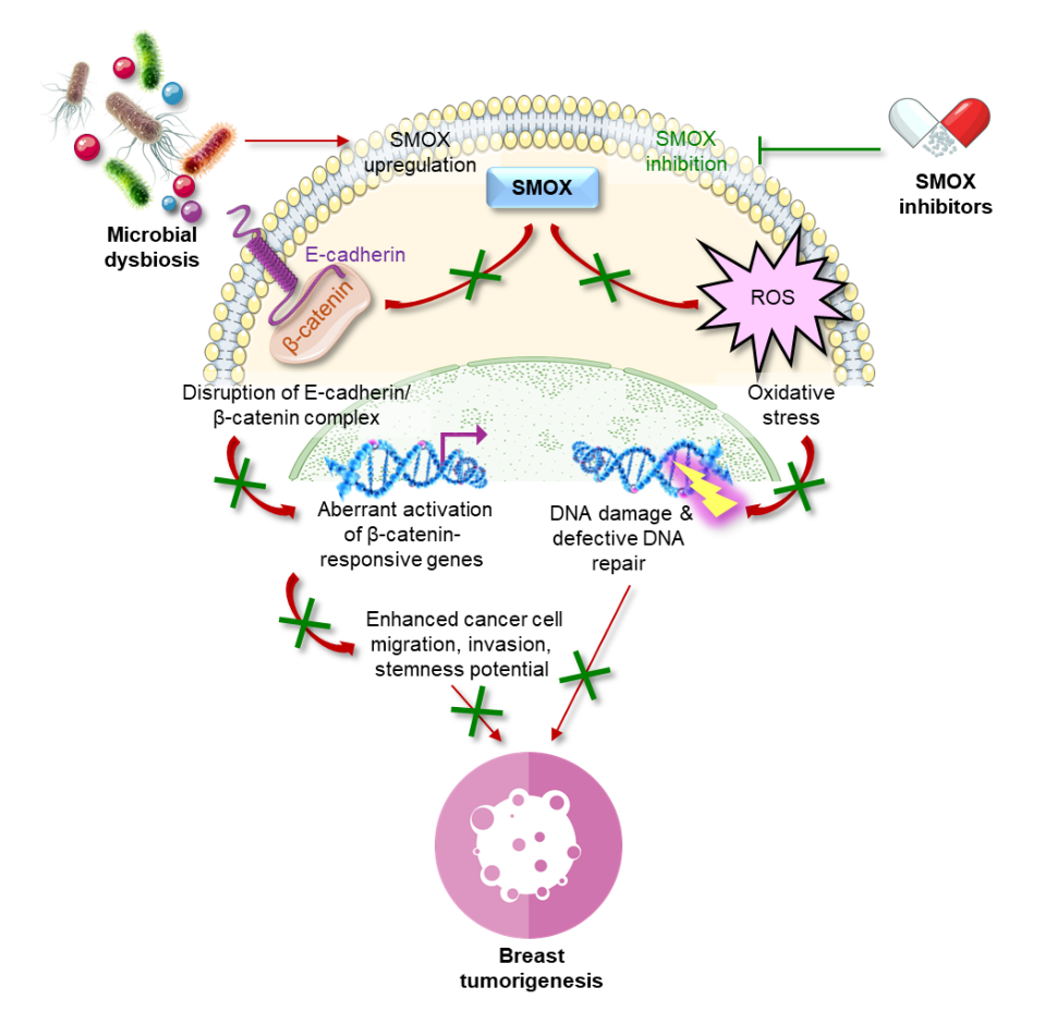 How Bacteria May Promote Breast Cancer