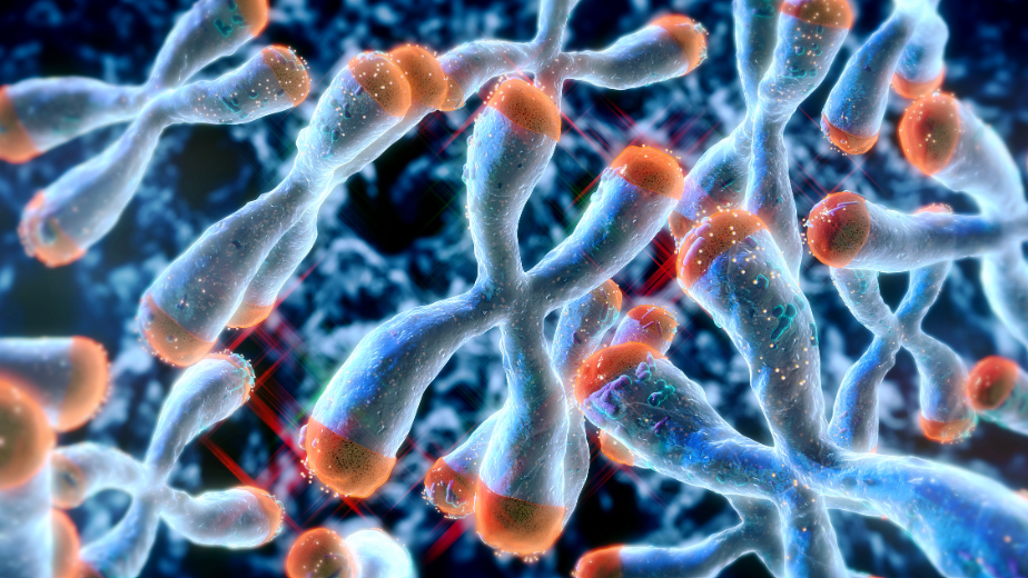 Inherited Long Telomeres May Drive Broad Risk for Lymphoid Cancers